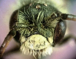 Andrena personata, male 155909, face