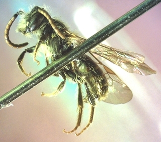 Andrena personata, male 155909, lateral body