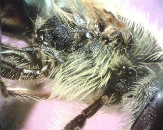 Andrena personata, male 155909, lateral thorax