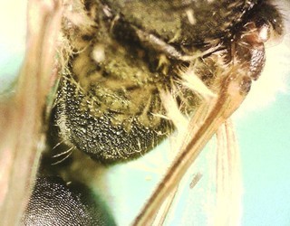 Andrena personata, male 155909, propodeal triangle