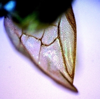 Andrena personata, male 155909, wing marginal cell