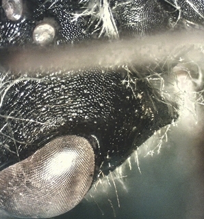 Andrena tridens, male cheek ridge
