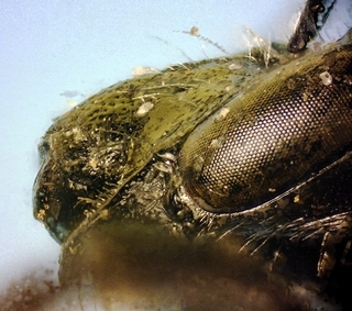 Andrena violae female, clypeus profile