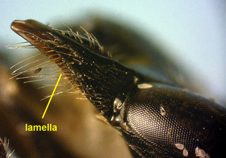 Andrena violae female, mandible lamella