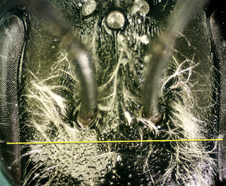 Andrena carolina F, 071420 fovea length