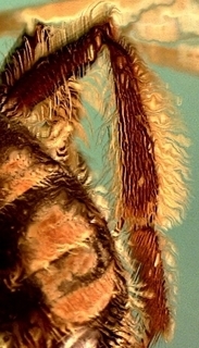 Andrena carolina F, narrow hind tibia