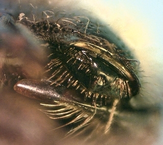 Andrena carolina female, labrum