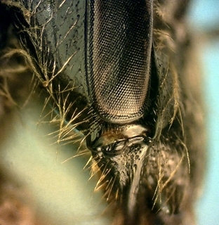 Andrena carolina female, malar space