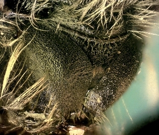 Andrena carolina female, propodeum
