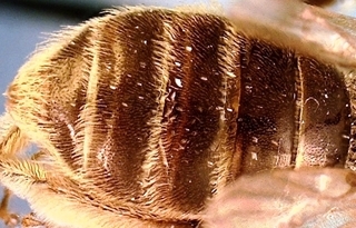 Andrena krigiana F 017877, dorsal abdomen
