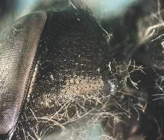 Andrena tridens, male cheek2