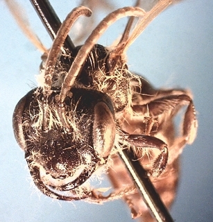 Andrena tridens, male mandibles