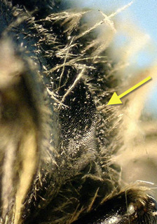 Andrena violae F, weak humeral angle arrow