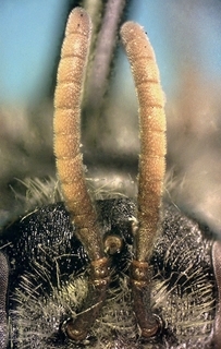 Andrena ziziaeformis M 071624, antennae