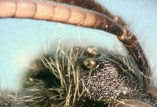 Andrena ziziaeformis M 071624, flagellomeres