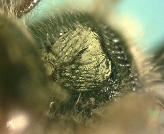 Lasioglossum timothyi F 072842, rugose posterior prop surface