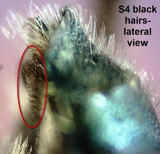 Osmia collinsiae M 155918, S4 blk hairs circled