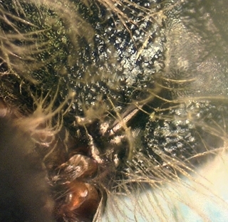 Osmia virga M 073375, proprodeal pit