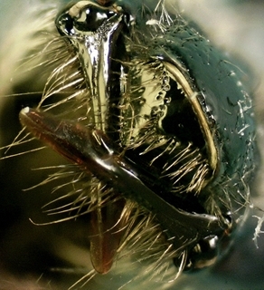 Andrena bradleyi F Apr01 PWRCDro, labral process