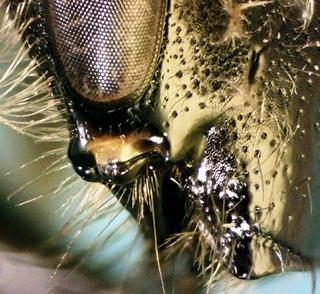 Andrena bradleyi F Apr01 PWRCDro, long malar space