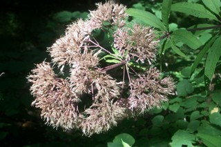 Eupatorium purpureum, joe-pye weed