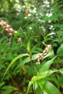Polygonum sp., smartweed, pink knotweed
