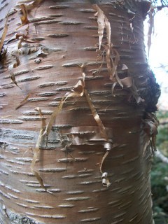 Betula sp, Birch