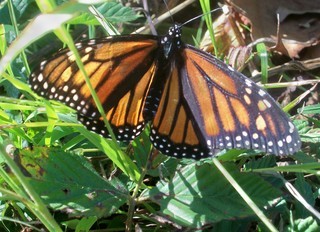 Danaus plexippus, Monarch Butterfly