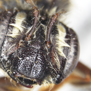 Andrena pruni, female, clypeus