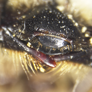 Andrena pruni, female, clypeus 2