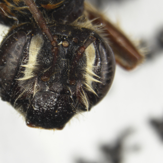 Andrena pruni, female, fovea