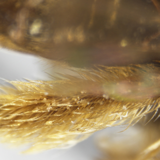 Andrena pruni, female, light scopal hairs