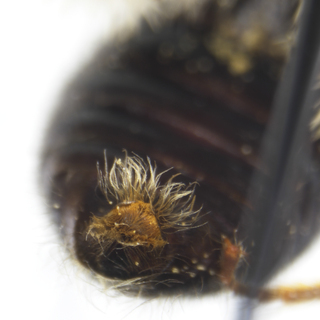 Andrena pruni, male, s6 with long hairs