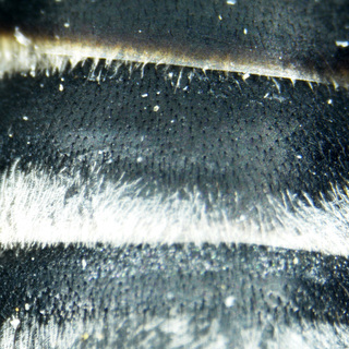 Melissodes apicatus, female, t2 white hairband covering apical edge