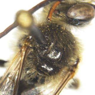 Melissodes boltoniae, male, thorax dorsum