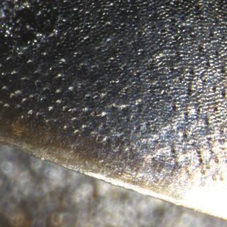 Melissodes denticulatus, female, bare t4 with bumps