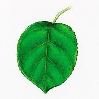 Celastrus orbiculatus, leaf