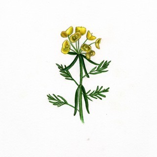 Euphorbia cyparissias, flower and leaves