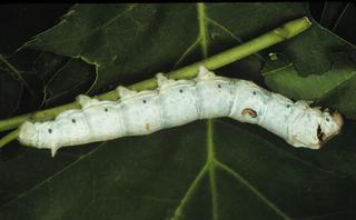 Bombyx mori, larva