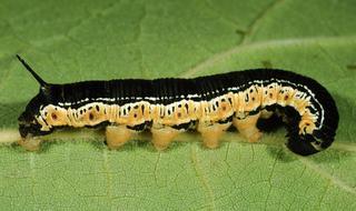 Ceratomia catalpae, larva