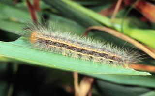 Cisseps fulvicollis, larva
