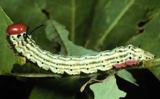 Dryocampa rubicunda, larva