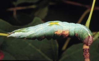 Heterocampa biundata, larva