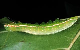Peridea angulosa, larva