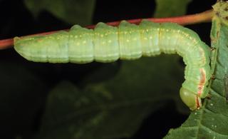 Peridea basitriens, larva