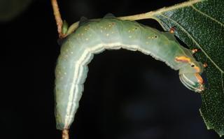 Peridea sp, larva
