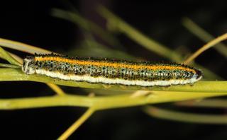 Anthocharis midea, larva