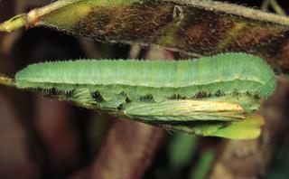 Eurema lisa, larva