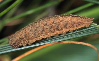 Megisto cymela, larva