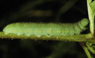 Pieris rapae, larva
